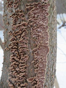 Псевдохете табачно-бурая