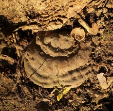 Ganoderma applanatum - Трутовик плоский