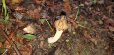 Morchella semilibera - Сморчок полусвободный