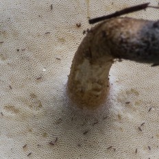 Lentinus substrictus - Трутовик майский