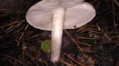 Tricholoma scalpturatum - Рядовка серебристая