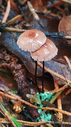 Marasmius androsaceus - Негниючник щетинконожковый