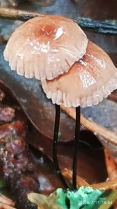Marasmius androsaceus - Негниючник тычинковый