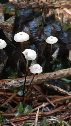 Marasmius wettsteinii - Негниючник нежнейший