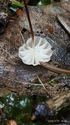 Marasmius wettsteinii - Негниючник нежнейший