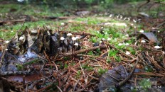 Marasmius wettsteinii - Негниючник нежнейший