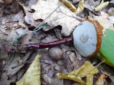 Ganoderma lucidum - Трутовик лакированный (Гриб Рейши)