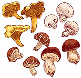 История происхождения грибов
